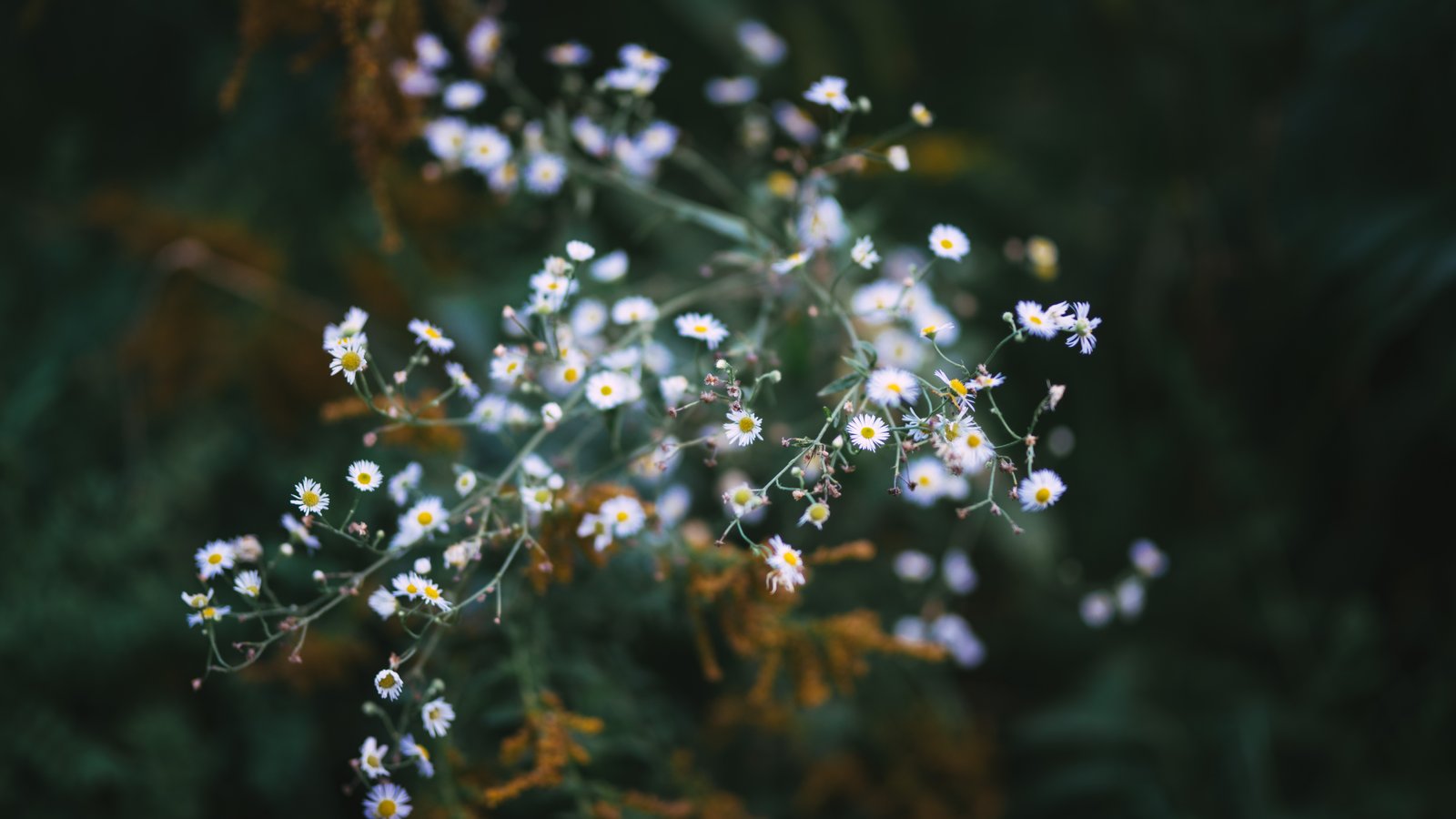 The Going BareFoot Path